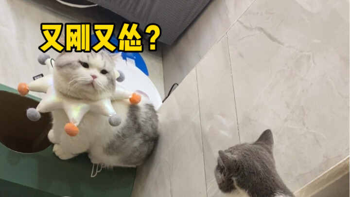 Cat: Is this what you wanted?