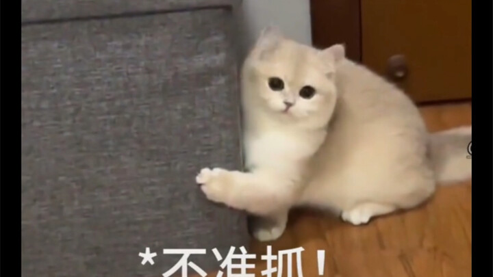 A roundup of cats who’ve truly become wise and cunning!