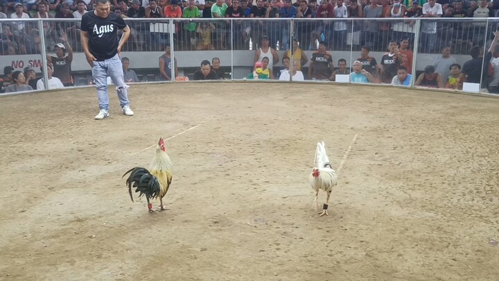win lambuhon