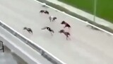 Exciting dog race-A dark horse