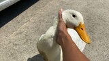 [Animals]Cute ducks became ugly after several months