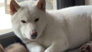 ابن أمي الكبير (هيا أيها الطفل الذي يرسم)