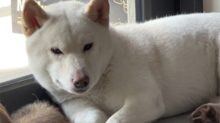 Mom's Big Boy (Art-loving babies, come on!)