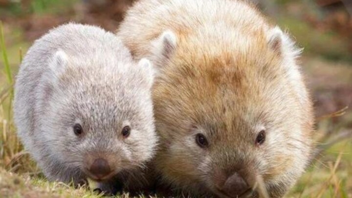 Mengapa kotoran koala berbentuk persegi?