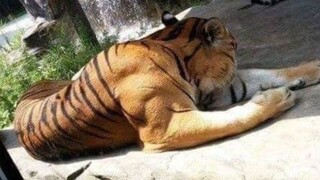 Tiger: Saya datang untuk memainkan peran Tiger, tetapi sutradara menemukan Wu Song yang asli