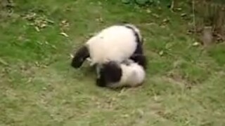 [Hewan] Momen lucu panda berkelahi satu sama lain