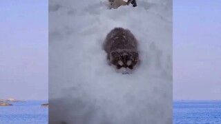 สัตว์ตลก_cut 170