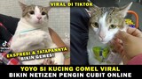 Netizen Dibuat Gemas & Pengin Cubit, Melihat Ekspresi Kucing Lucu Suka Dikasih Jajan! Kucing Yoyo