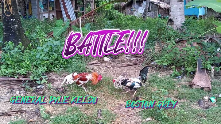 GENERAL PYLE KELSO VS BOSTON GREY. SPAR!!             JRP BACKYARD