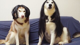 Dog|Husky Wig Show