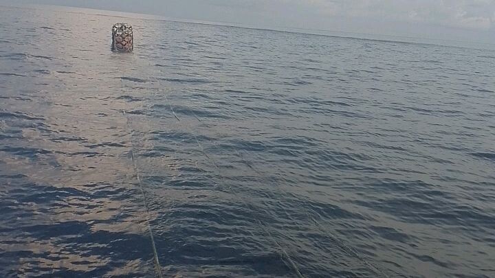 banyaknya ikan!🤭