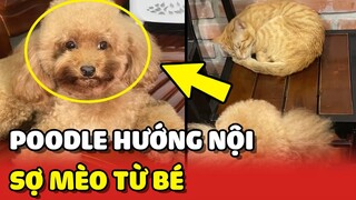 Chú chó POODLE hướng nội gặp mèo là SỢ RUN cả chân 😂 | Yêu Lu