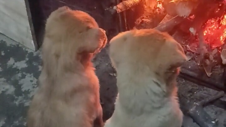 Mèo con và chó con nằm sát nhau sưởi ấm bên đống lửa