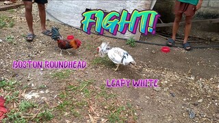 Boston Roundhead VS Leapy White. SPAR!    JRP GAMEYARD. dinayo tayo ng boston roundhead