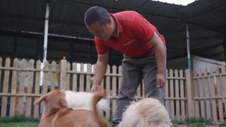 Những chú chó đi lạc này bị bỏ rơi hoặc bị thương và đã được chữa khỏi trong trường dạy chó dẫn đườn