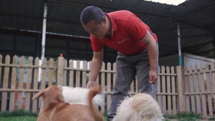 These stray dogs were abandoned or injured and were cured in the guide dog school. They are eager to