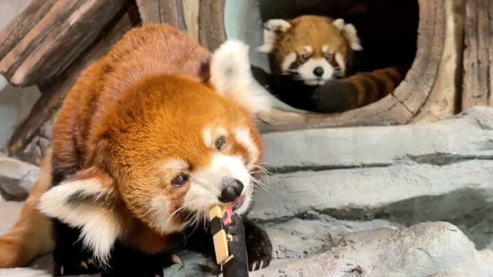 สวนสัตว์แห่งนี้ในฉางซาดูเหมือนจะมีอะไรพิเศษจริงๆ