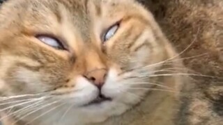 Manual on How to Not Raise Cats