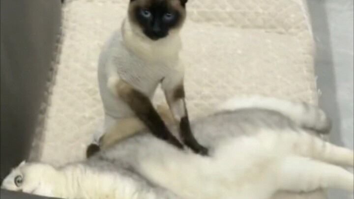 The “People-Pleasing” Cat Personality