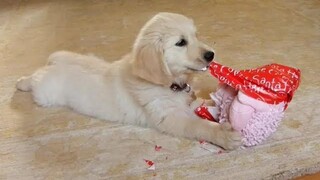 Funny Dogs เปิดการรวบรวมของขวัญคริสต์มาส
