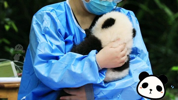 Little Panda Was Scared, Holding Keeper's Clothes For So Long