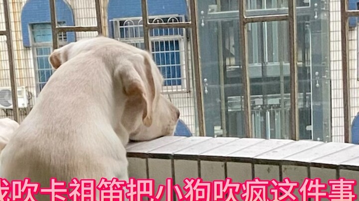 Is this considered dog abuse? QAQ I won’t brag about it anymore.