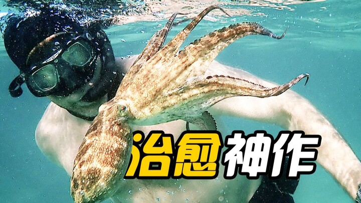 [Guru Gurita Saya] Gurita ini memberi tahu kita bahwa hidup ini singkat, jadi jalani dengan sebaik-b