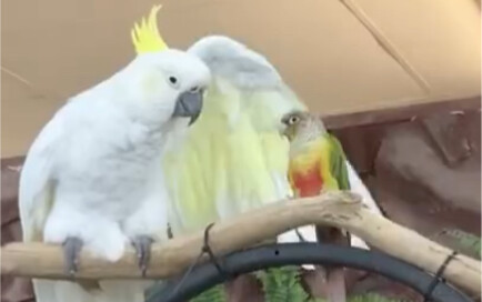 “It’s so tiny and cute—I just gotta pet it one more time~~~”