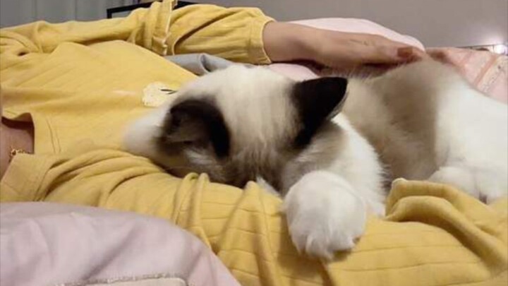 A clingy little kitten: after soothing the big one, you have to soothe the little one too!