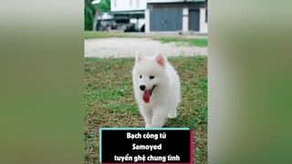 Bạch công tử tìm nhà mới tuitienpet petonesaigon dcgr samoyed