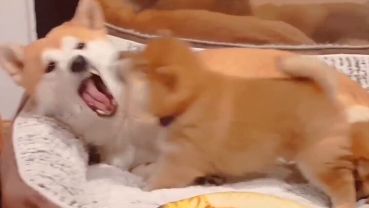 The mischievous Shiba suddenly bites Mama Shiba!! [Shiba Inu Shiro Suki]
