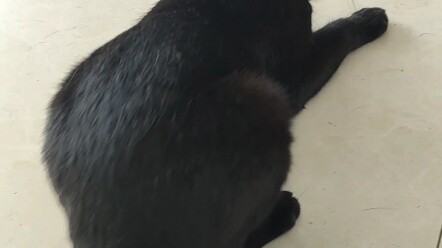 Vì tôi sơ ý không đóng cửa sổ nên mèo đã nhảy từ tầng 3 xuống π_π