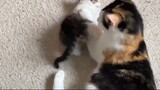 my cat playing with her kittens