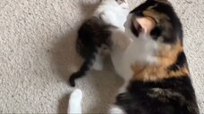 my cat playing with her kittens