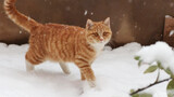 The world suddenly became so strange (The cat stepped on the snow for the first time)