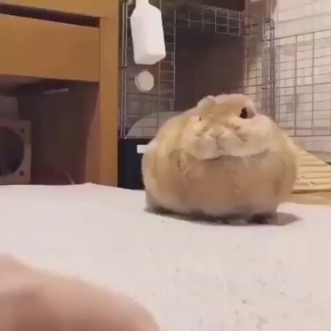 กระต่ายหาวยังมีความเป็นพิธีการสูงมากด้วย