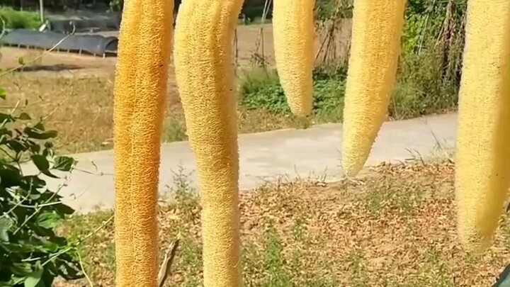 Loofah #short