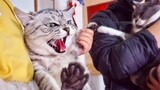 [Động vật]Mèo lớn gào lên với mèo con