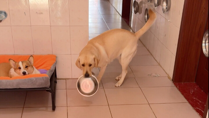 Dog: Isn’t it dinnertime? Why are you walking further and further away?