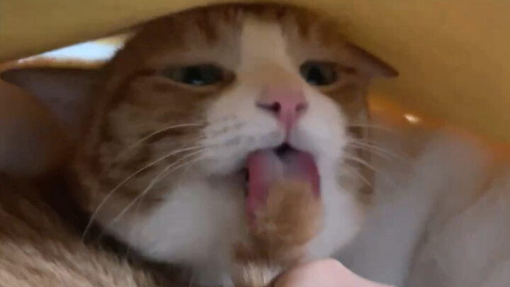 (ू˃o˂ ू)⁼³₌₃ Lưỡi của mèo Mi mềm quá đi!