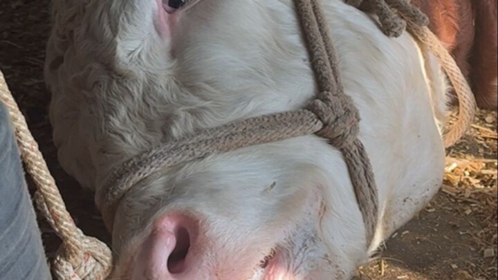 Ayahku bikin takut banget, langsung ngebanting sapi betina yang nggak mau punya anak.