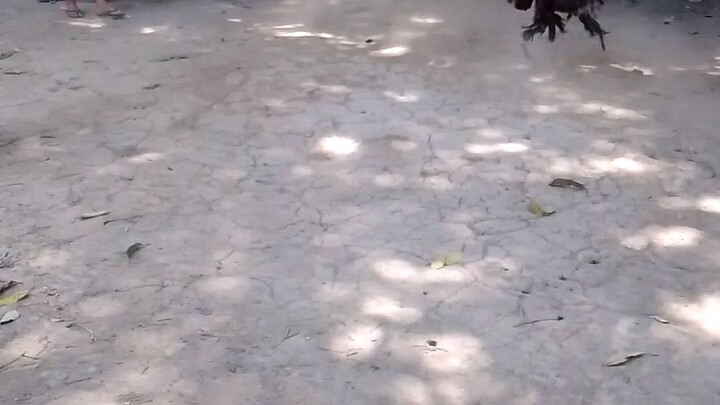 pula