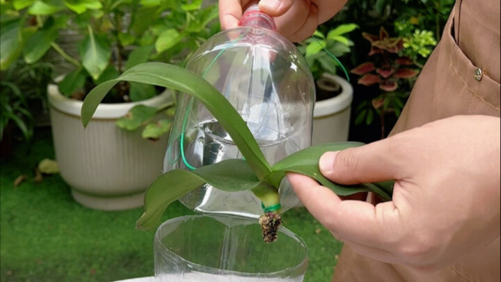 Cứu hộ lan hồ điệp