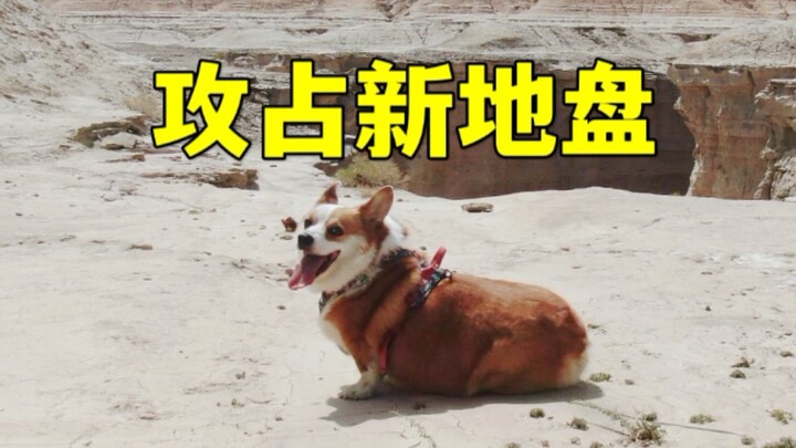 Corgi: Wilayah Barat ini sudah jadi milikku!