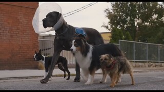 Strays  Full Movie : Link In Description