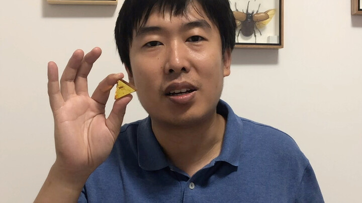 The Jurassic Park mosquito-in-amber has arrived! Do you know how rare blood-sucking mosquitoes are?