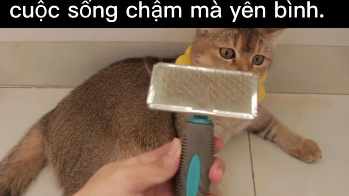 vui vẻ hạnh phúc#dailyvlog#life#chill
