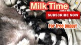 Milk Time | Shih Tzu Puppies | Super Marcos