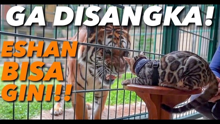 KUCING KETEMU HARIMAU (ESHAN)! HANYA KE KIARA DIA GINI.. ALSHAD SAMPE KAGET!
