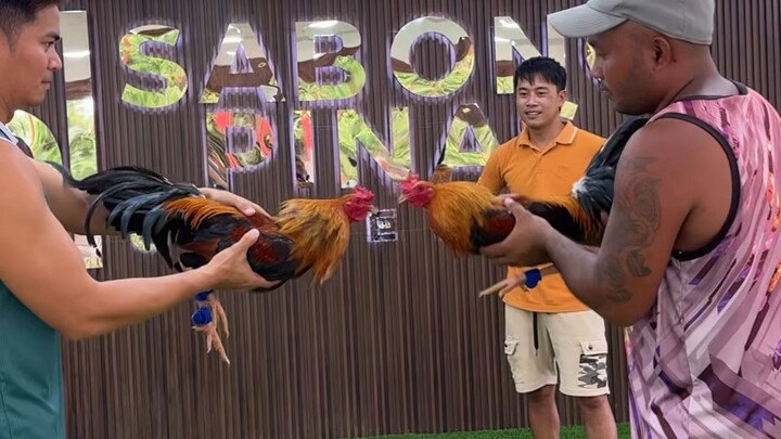 Ang lalakas ng manok ni pareng SP 🐓